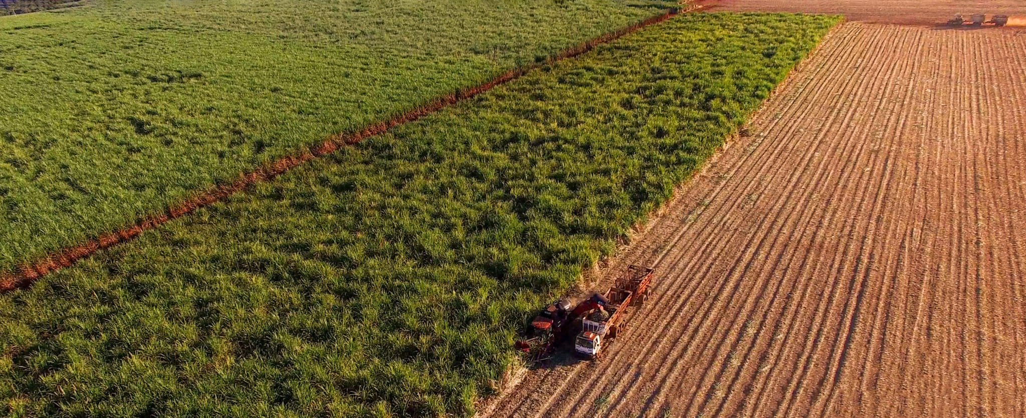 [Your Company Name] cultivates, processes, and supplies ethically sourced cane sugar at competitive prices.